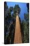 Giant Sequoia-null-Stretched Canvas