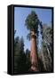 Giant Sequoia-Adrian Warren-Framed Stretched Canvas