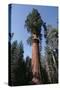 Giant Sequoia-Adrian Warren-Stretched Canvas