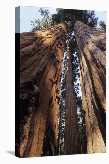 Giant Sequoia-null-Stretched Canvas