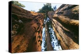 Giant Sequoia-null-Stretched Canvas