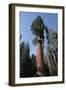 Giant Sequoia-Adrian Warren-Framed Photographic Print