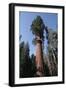 Giant Sequoia-Adrian Warren-Framed Photographic Print