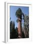 Giant Sequoia-Adrian Warren-Framed Photographic Print