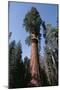 Giant Sequoia-Adrian Warren-Mounted Photographic Print