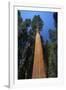 Giant Sequoia-null-Framed Photographic Print