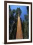 Giant Sequoia-null-Framed Photographic Print