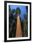 Giant Sequoia-null-Framed Photographic Print