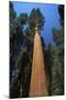 Giant Sequoia-null-Mounted Photographic Print