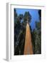 Giant Sequoia-null-Framed Photographic Print