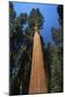 Giant Sequoia-null-Mounted Photographic Print
