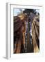 Giant Sequoia-null-Framed Photographic Print