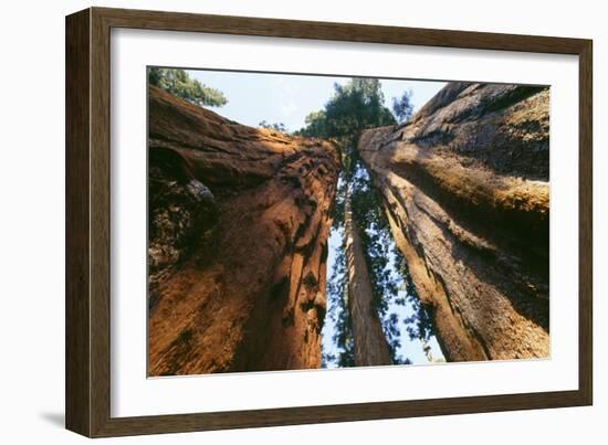 Giant Sequoia-null-Framed Photographic Print