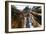 Giant Sequoia-null-Framed Photographic Print