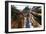 Giant Sequoia-null-Framed Photographic Print