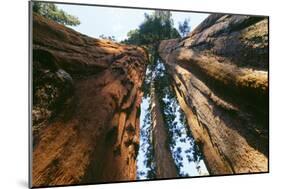 Giant Sequoia-null-Mounted Photographic Print