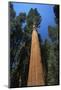 Wood Mount