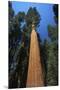 Wood Mount