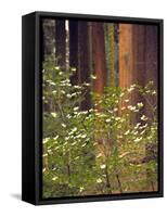 Giant Sequoias and Blooming Dogwood, Sequoia NP, California, USA-Jerry Ginsberg-Framed Stretched Canvas