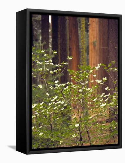 Giant Sequoias and Blooming Dogwood, Sequoia NP, California, USA-Jerry Ginsberg-Framed Stretched Canvas