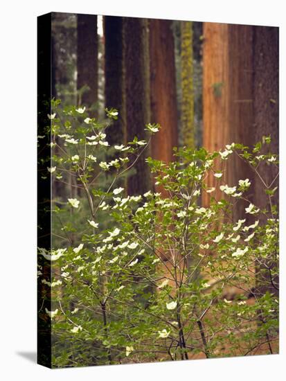 Giant Sequoias and Blooming Dogwood, Sequoia NP, California, USA-Jerry Ginsberg-Stretched Canvas