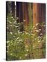Giant Sequoias and Blooming Dogwood, Sequoia NP, California, USA-Jerry Ginsberg-Stretched Canvas
