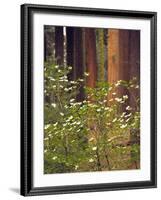 Giant Sequoias and Blooming Dogwood, Sequoia NP, California, USA-Jerry Ginsberg-Framed Photographic Print