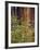 Giant Sequoias and Blooming Dogwood, Sequoia NP, California, USA-Jerry Ginsberg-Framed Photographic Print