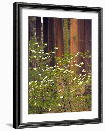 Giant Sequoias and Blooming Dogwood, Sequoia NP, California, USA-Jerry Ginsberg-Framed Photographic Print