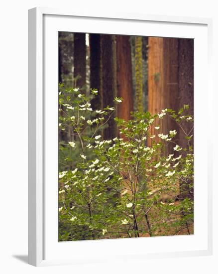 Giant Sequoias and Blooming Dogwood, Sequoia NP, California, USA-Jerry Ginsberg-Framed Photographic Print