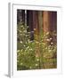 Giant Sequoias and Blooming Dogwood, Sequoia NP, California, USA-Jerry Ginsberg-Framed Photographic Print