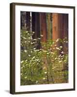 Giant Sequoias and Blooming Dogwood, Sequoia NP, California, USA-Jerry Ginsberg-Framed Photographic Print