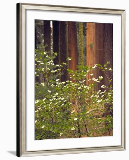 Giant Sequoias and Blooming Dogwood, Sequoia NP, California, USA-Jerry Ginsberg-Framed Photographic Print