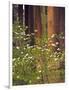 Giant Sequoias and Blooming Dogwood, Sequoia NP, California, USA-Jerry Ginsberg-Framed Photographic Print