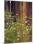 Giant Sequoias and Blooming Dogwood, Sequoia NP, California, USA-Jerry Ginsberg-Mounted Photographic Print