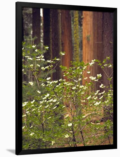 Giant Sequoias and Blooming Dogwood, Sequoia NP, California, USA-Jerry Ginsberg-Framed Photographic Print