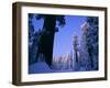 Giant Sequoias in Round Meadow, Sequoia Kings Canyon NP, California-Greg Probst-Framed Premium Photographic Print