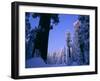 Giant Sequoias in Round Meadow, Sequoia Kings Canyon NP, California-Greg Probst-Framed Premium Photographic Print