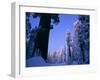 Giant Sequoias in Round Meadow, Sequoia Kings Canyon NP, California-Greg Probst-Framed Premium Photographic Print