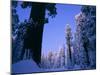 Giant Sequoias in Round Meadow, Sequoia Kings Canyon NP, California-Greg Probst-Mounted Premium Photographic Print