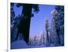 Giant Sequoias in Round Meadow, Sequoia Kings Canyon NP, California-Greg Probst-Framed Photographic Print