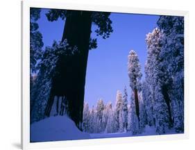 Giant Sequoias in Round Meadow, Sequoia Kings Canyon NP, California-Greg Probst-Framed Photographic Print