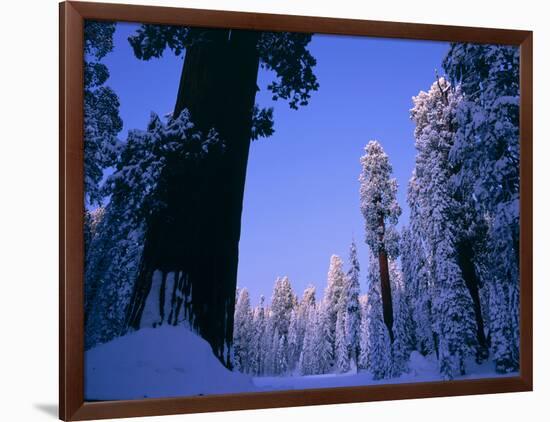 Giant Sequoias in Round Meadow, Sequoia Kings Canyon NP, California-Greg Probst-Framed Photographic Print