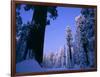 Giant Sequoias in Round Meadow, Sequoia Kings Canyon NP, California-Greg Probst-Framed Photographic Print