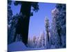Giant Sequoias in Round Meadow, Sequoia Kings Canyon NP, California-Greg Probst-Mounted Photographic Print