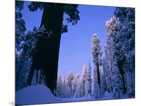 Giant Sequoias in Round Meadow, Sequoia Kings Canyon NP, California-Greg Probst-Mounted Photographic Print