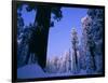 Giant Sequoias in Round Meadow, Sequoia Kings Canyon NP, California-Greg Probst-Framed Photographic Print