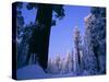 Giant Sequoias in Round Meadow, Sequoia Kings Canyon NP, California-Greg Probst-Stretched Canvas