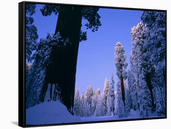 Giant Sequoias in Round Meadow, Sequoia Kings Canyon NP, California-Greg Probst-Framed Stretched Canvas