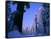 Giant Sequoias in Round Meadow, Sequoia Kings Canyon NP, California-Greg Probst-Framed Stretched Canvas